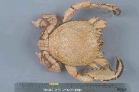 藏品(蛙形蟹)的圖片